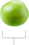 Pea